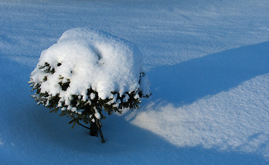 Image showing Ornamental Fir tree under the snow