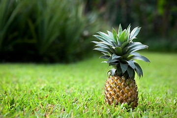 Image showing Fresh Pineapple