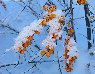 Image showing Winter Barberry