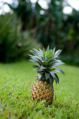 Image showing Fresh Pineapple