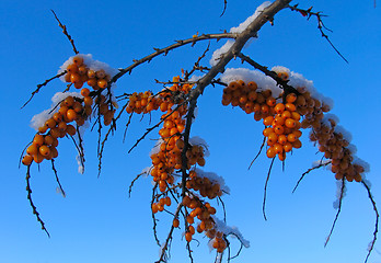 Image showing Winter Barberry