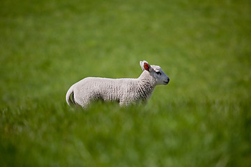 Image showing Running Lamb