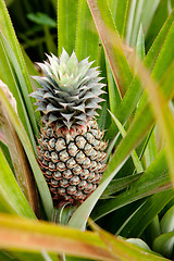 Image showing Growing Pineapple