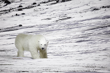 Image showing Polar Bear