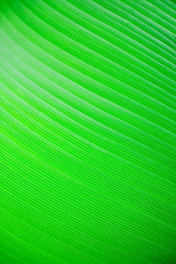 Image showing Large Leaf Background