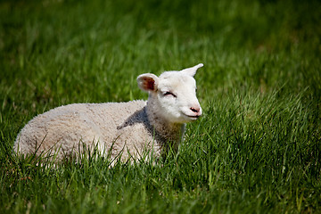 Image showing Happy Lamb