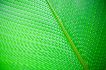 Image showing Large Leaf Background