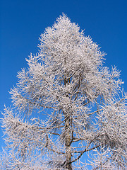 Image showing Larch under hoar-frost