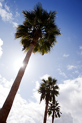 Image showing Palm Tree Paradise