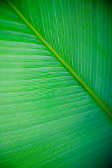 Image showing Large Leaf Texture