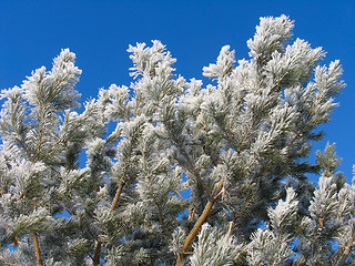 Image showing Pinus silvestris covered with hoar-frost