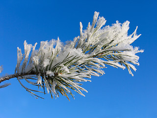 Image showing Branch of Pinus silvestris under hoar-frost