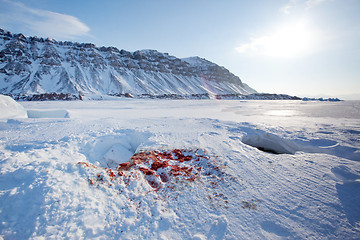 Image showing Seal Hunt