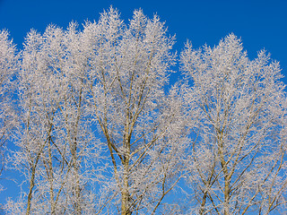 Image showing Poplar under the hoar-frost