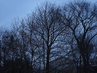 Image showing Bare Trees In Winter