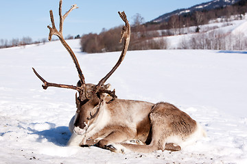 Image showing Reindeer