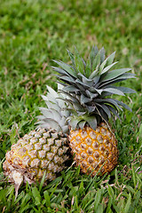 Image showing Pineapple