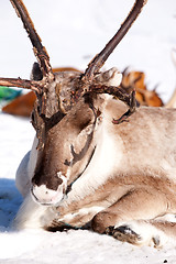 Image showing Reindeer