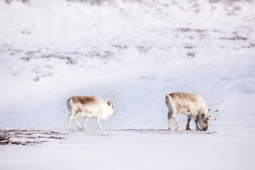 Image showing Reindeer