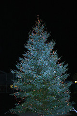 Image showing winter fir