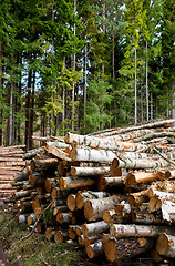 Image showing Forestry