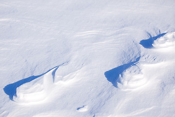 Image showing Polar Bear Track