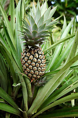 Image showing Pineapple Plant