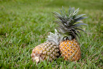 Image showing Pineapple