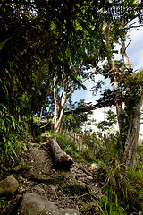 Image showing Tropical Mountain Trail