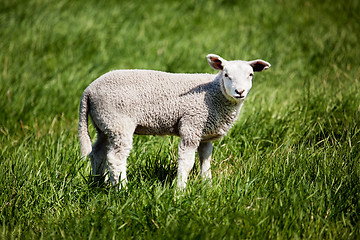 Image showing Lamb