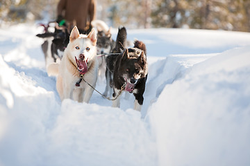 Image showing Sled Dog