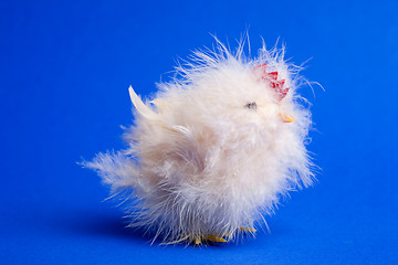 Image showing Little Chick