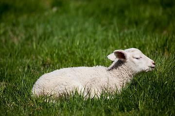 Image showing Sleep Lamb