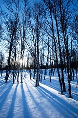 Image showing Winter Forest