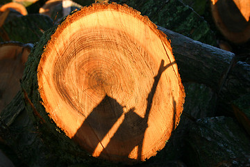 Image showing tree