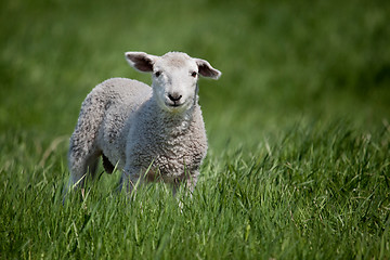 Image showing Lamb