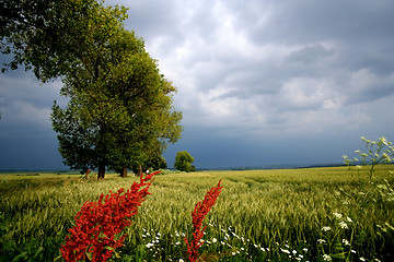 Image showing Landscape