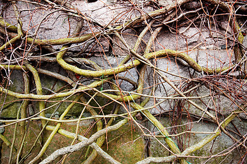 Image showing Vine on Rock