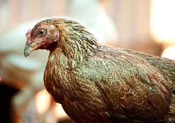 Image showing Brown Chicken