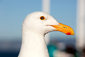 Image showing Seagull Head