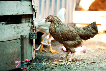 Image showing Market Chicken