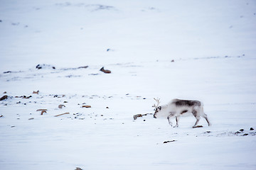 Image showing Reindeer