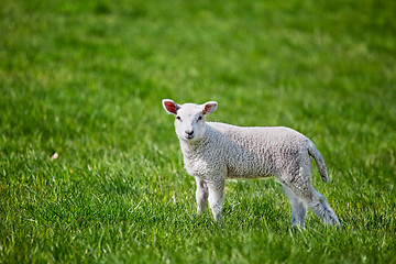 Image showing Lamb