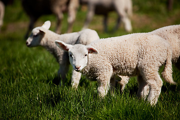 Image showing Curious Lamb
