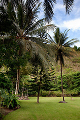 Image showing Tropical Back Yard