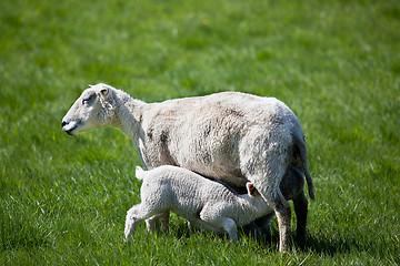 Image showing Nursing Lamb