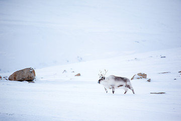 Image showing Reindeer