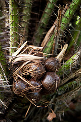 Image showing Snake Fruit