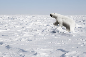 Image showing Polar Bear