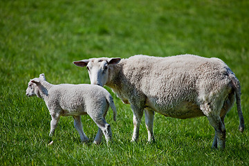 Image showing Mother Sheep